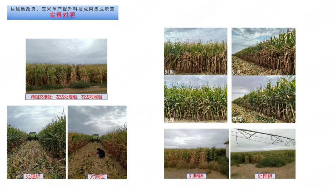 科技园公司:搭建校企地桥梁,让盐碱地长出“金玉米”